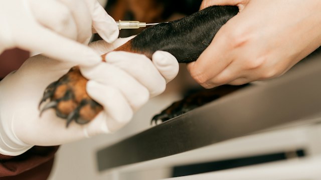Κτηνίατρος με γάντια κάνει εμβόλιο σε κουτάβι