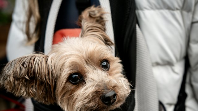 Μικρό σκυλάκι κοιτάζει έξω από τσάντα μεταφοράς