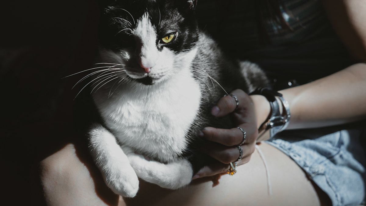 A black and white cat resting on its owner's lap
