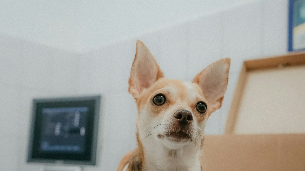 A small dog on the exam table with an imaging screen behind