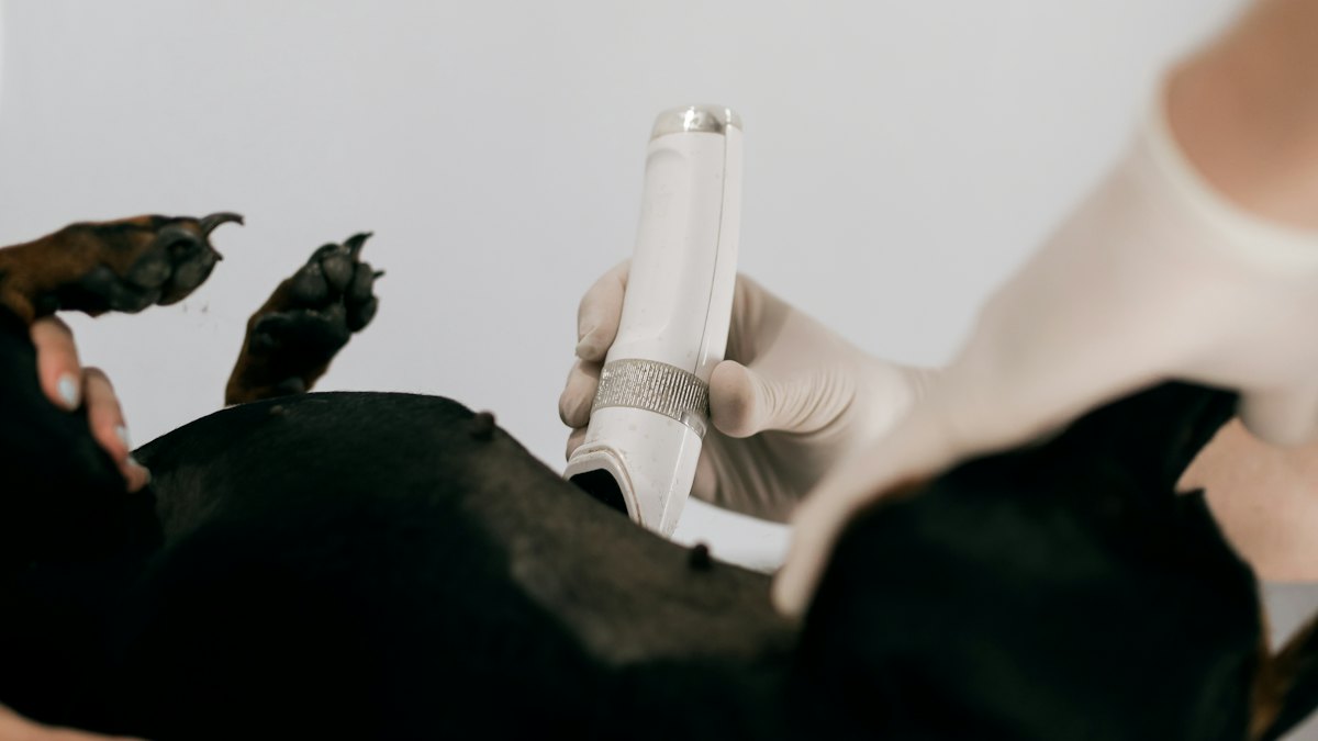 A vet doing a belly ultrasound on a dog