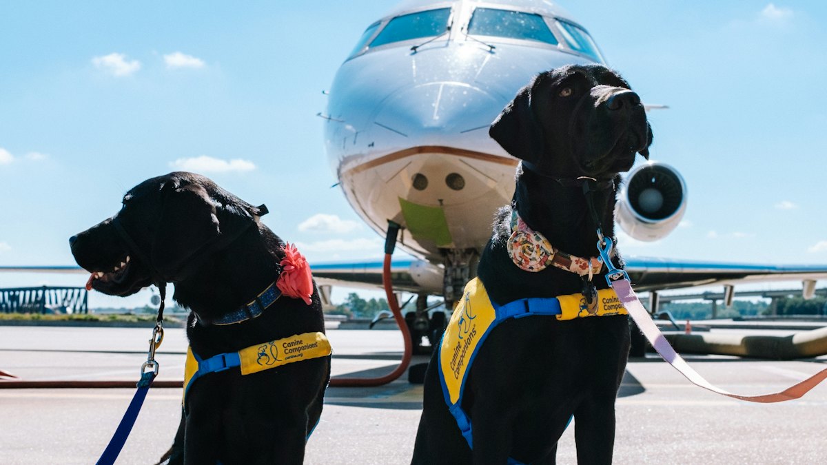 Two dogs in front of a plane
