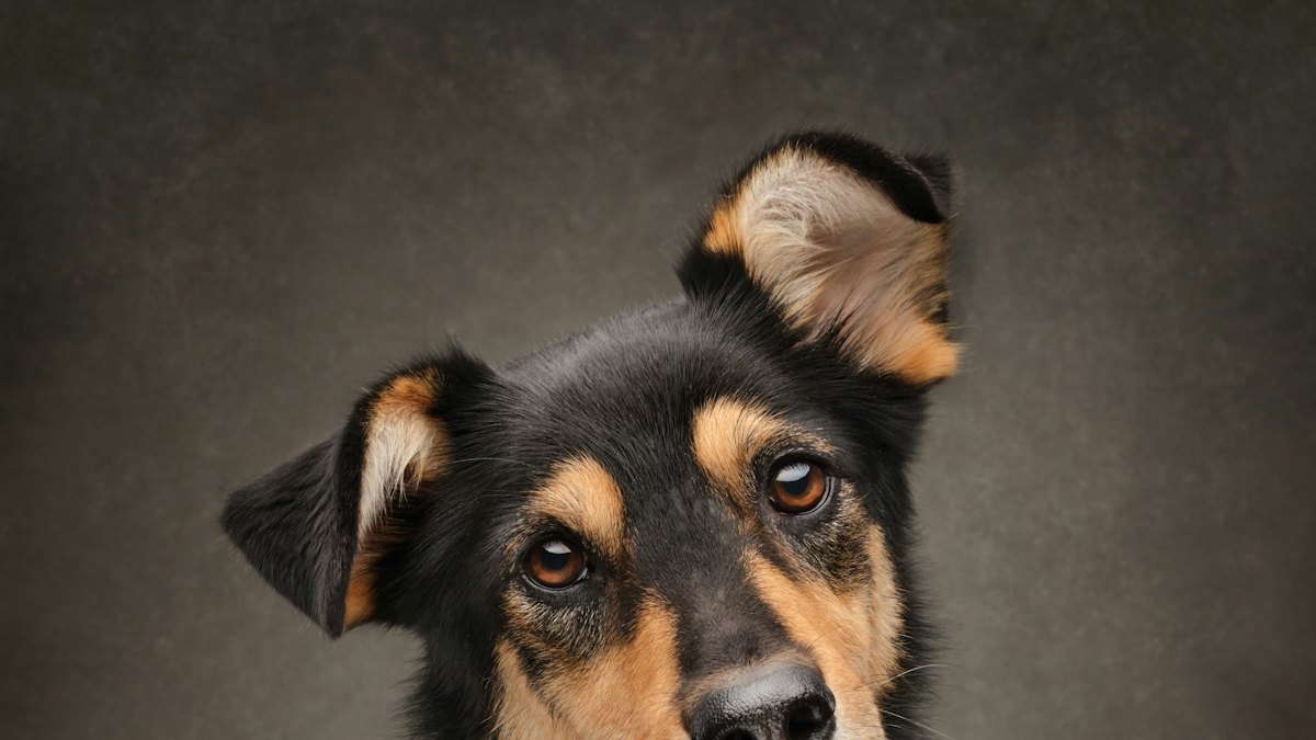 Portrait of a dog on a dark background