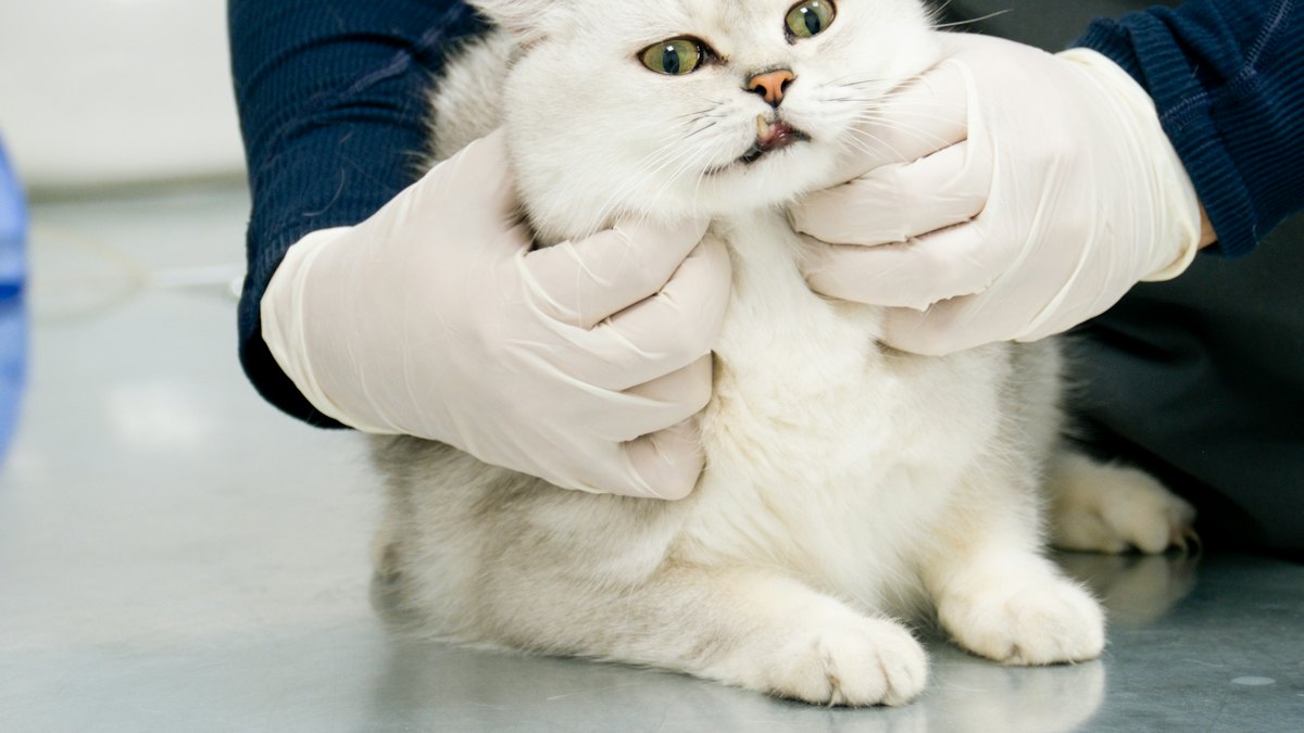 A white cat held gently by a vet in gloves
