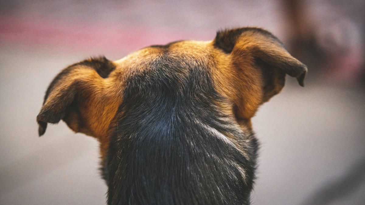 A dog's ears seen from behind